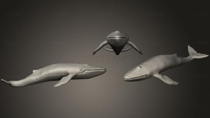 3D model Blue Whale 01 (STL)